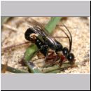 Methocha ichneumonides - Trugameise 01c 8-10mm Paarung.jpg